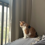 KK子