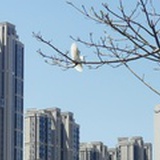 孚华