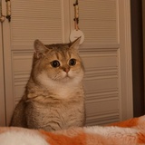 猫猫也热
