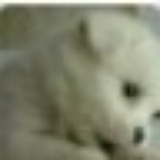 聪子