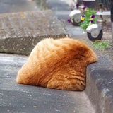 摇一棵树