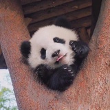 熊噜噜
