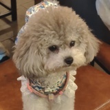 张怀秋