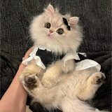 猫猫猫猫我的猫