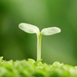 小草哥哥