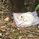 动物园园长