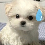 江湖江湖骗子骗子