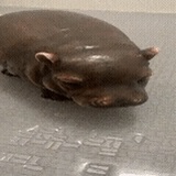 香蕉牛奶星冰乐