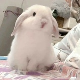 兔兔这么可爱