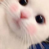忐忑挂机