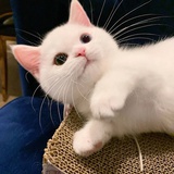 小猫富翁🐈