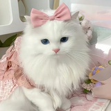 小熊星陨石坑