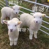 咩呀？