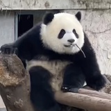 美伢（小新之母
