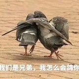 哥