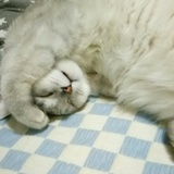 加菲猫