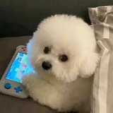 淇pupu