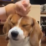 百事喝可口