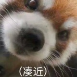 唱跳大花
