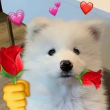 Lil Puppy