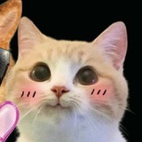 猫🐱