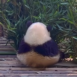 _蜂蜜水不加糖