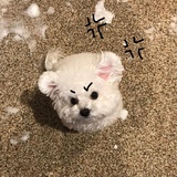 朱古力脆皮猪