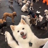 大便超人