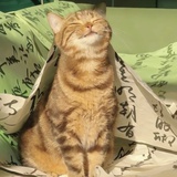 咪