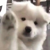 憨批狙击手