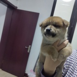 吉吉国王