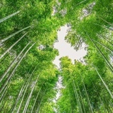 豆本豆豆