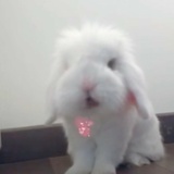 最爱包子啦