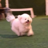 乌合之众
