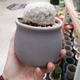 斯斯柯