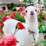 太阳森赛