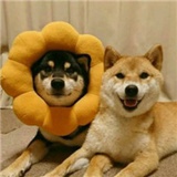 晴天i