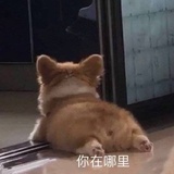 飞飞
