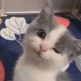薛定谔的猫