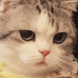 东坡猫