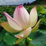 易原