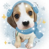 米格鲁小猎犬go