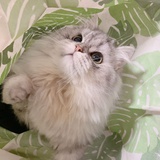 轻轻云