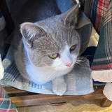 长岛冰茶