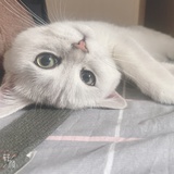 后海里的鱼