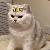 无糖雪碧