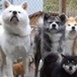 锅鸭