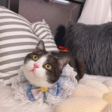 滚滚是只猫🐱
