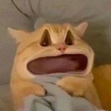 我鲨鲨鲨鲨