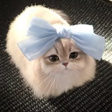 小猫眼